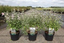 Caryopteris clandonensis PINK PERFECTION® (PBR) cont. 3,6L 30-40 cm +f