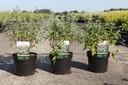 Caryopteris clandonensis PINK PERFECTION® (PBR) cont. 3,6L 30-40 cm +p