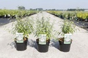 Caryopteris clandonensis PINK PERFECTION® (PBR) cont. 3,6L 30-40 cm +p