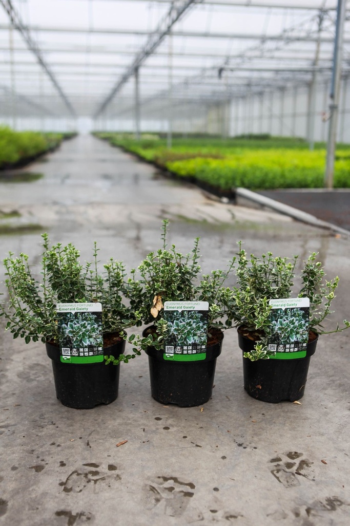 Euonymus fortunei 'Emerald Gaiety' cont. 3L 25-30 cm +f