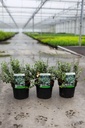 Euonymus fortunei 'Emerald Gaiety' cont. 3L 25-30 cm +f