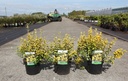 Euonymus fortunei 'Emerald 'n' Gold' cont. 3L 25-30 cm +f