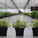 Euonymus fortunei 'Harlequin' cont. 3L 25/+ cm +p