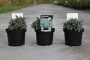 Juniperus squamata 'Blue Star' cont. 2L 15-20 cm +f