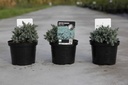 Juniperus squamata 'Blue Star' cont. 2L 15-20 cm +p
