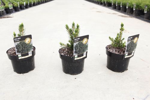 [P] Picea abies 'Tompa' cont. 2L 15-20 cm +B