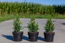 Picea glauca 'J.W. Daisy's White' cont. 2L 25-30 cm +f