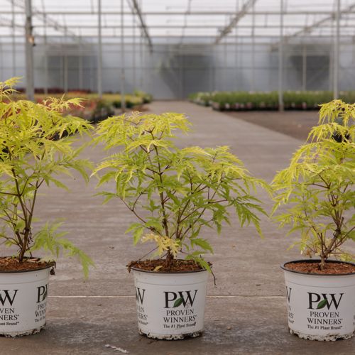 Sambucus racemosa Proven Winners® 'Lemony Lace®' cont. 3L deko 30-40 cm +B