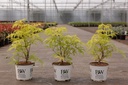 Sambucus racemosa Proven Winners® 'Lemony Lace®' cont. 3L Proven Winners® 30-40 cm +p