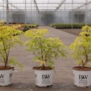 Sambucus racemosa Proven Winners® 'Lemony Lace®' cont. 3L Proven Winners® 30-40 cm +p