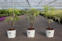 Sambucus racemosa Proven Winners® 'Lemony Lace®' cont. 3L déco 30-40 cm +p