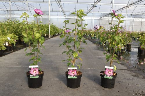 Hibiscus syriacus ROSE MOON (PBR) cont. 3,6L 40-50 cm +ф