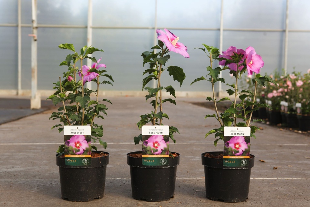 [P] Hibiscus syriacus ROSE MOON (PBR) cont. 3,6L 40-50 cm +f