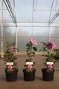 Hibiscus syriacus ROSE MOON (PBR) cont. 3,6L 40-50 cm +B