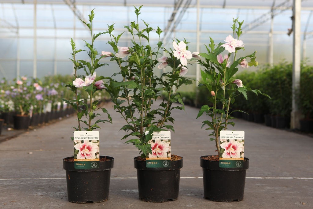 Hibiscus syriacus STARBURST CHIFFON (PBR) cont. 3,6L 40-50 cm +f