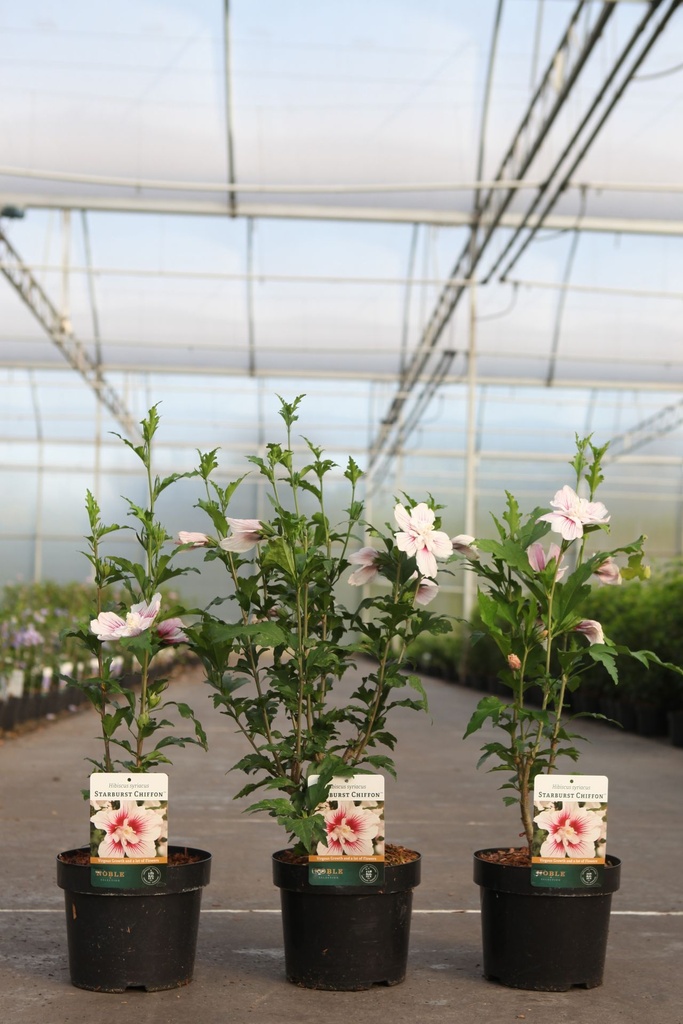 Hibiscus syriacus STARBURST CHIFFON (PBR) cont. 3,6L 40-50 cm +p