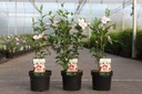 Hibiscus syriacus STARBURST CHIFFON (PBR) Kont. 3,6L 40-50 cm +B