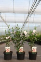 Hibiscus syriacus STARBURST CHIFFON (PBR) cont. 3,6L 40-50 cm +p