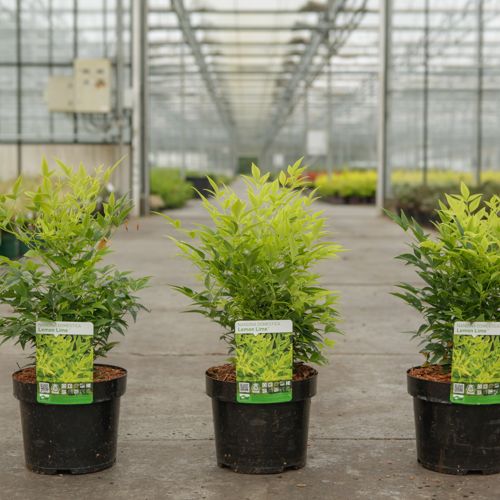 Nandina domestica Magical® LEMON LIME (PBR) cont. 3,6L 25-30 cm +B