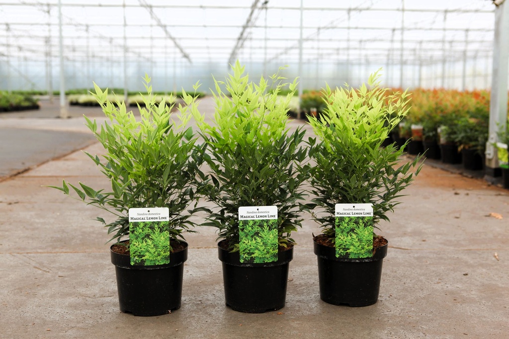 Nandina domestica Magical® LEMON LIME (PBR) cont. 3,6L 25-30 cm +f