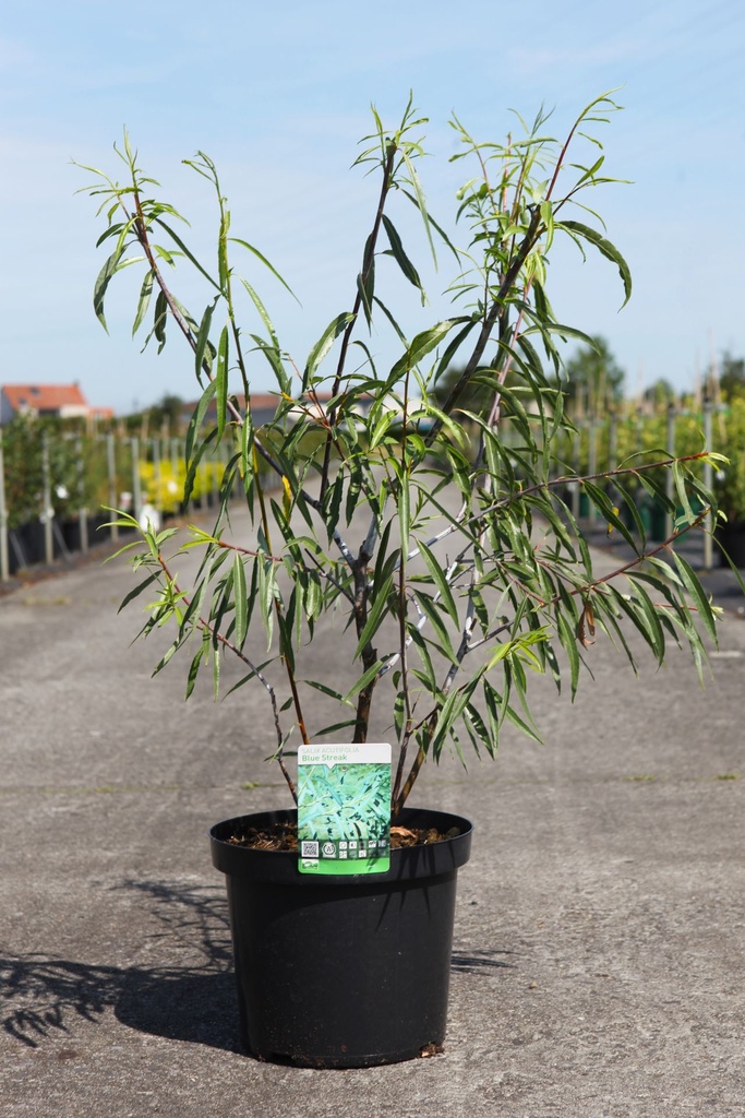 Salix acutifolia 'Blue Streak' cont. 10L 80-100 cm +B