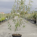 Salix acutifolia 'Blue Streak' cont. 10L 80-100 cm +B