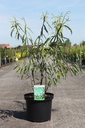 Salix acutifolia 'Blue Streak' cont. 10L 80-100 cm +p