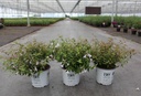 Abelia Proven Winners® PINKY BELLS (PBR) cont. 3L Proven Winners® 25-30 cm +p