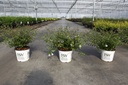Abelia Proven Winners® PINKY BELLS (PBR) cont. 3L deco 25-30 cm +f