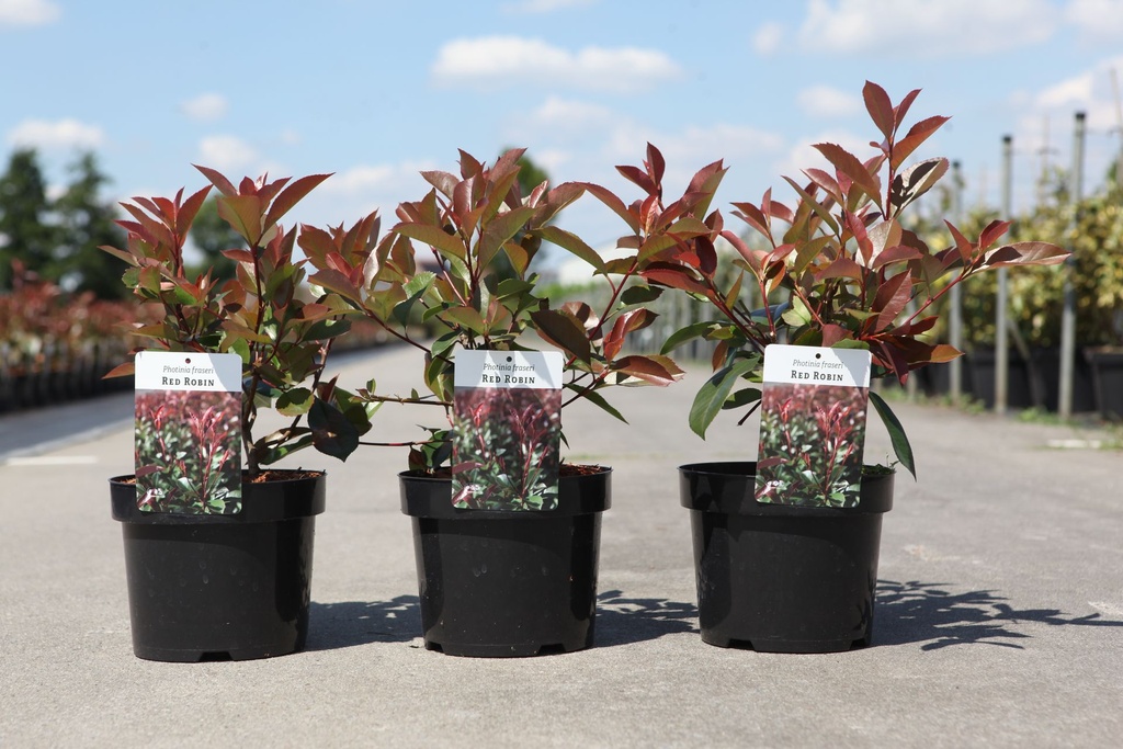 [P] Photinia fraseri 'Carré Rouge' cont. 3,6L 30-40 cm +ф