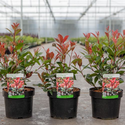 Photinia fraseri 'Carré Rouge' cont. 3,6L 30-40 cm +p