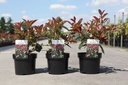 Photinia fraseri 'Carré Rouge' cont. 3,6L 30-40 cm +B