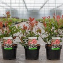 Photinia fraseri 'Carré Rouge' cont. 3,6L 30-40 cm +p
