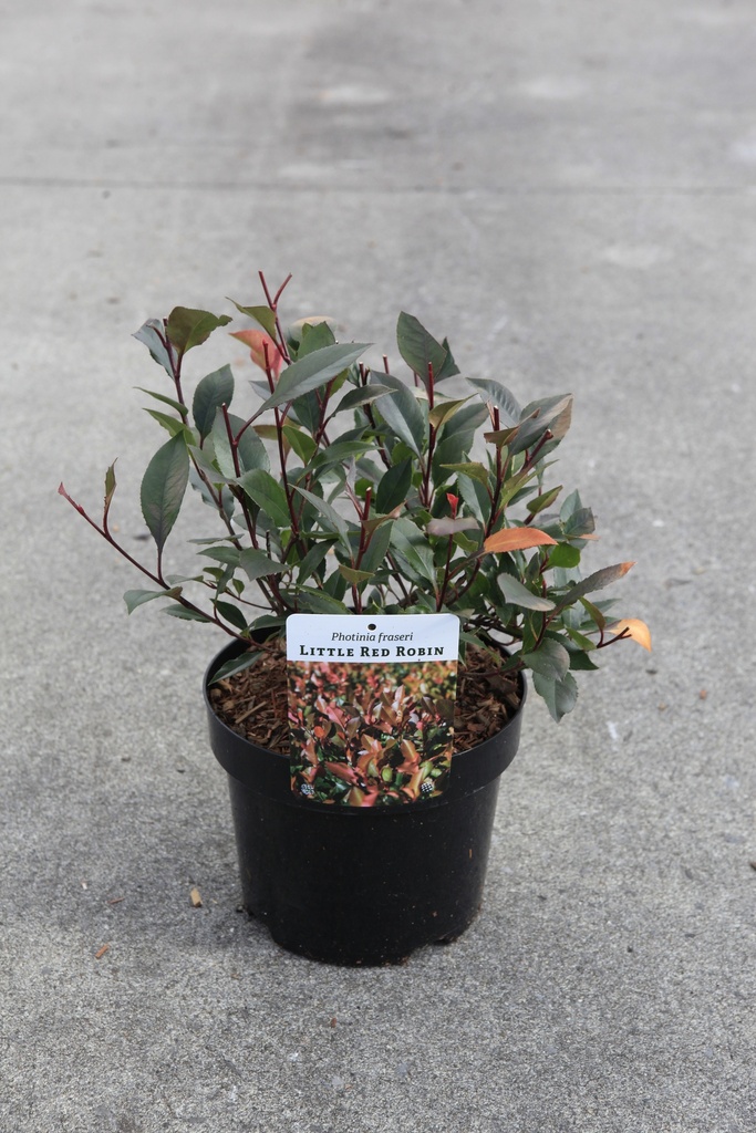 [P] Photinia fraseri 'Little Red Robin' cont. 3,6L 30/+ cm +ф