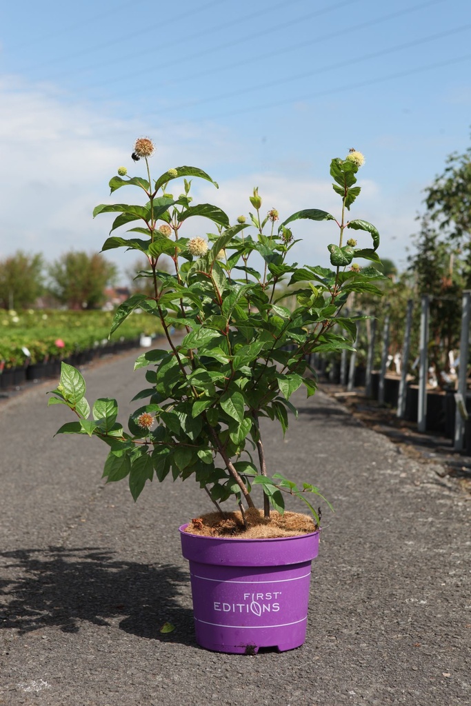 [P] Cephalanthus occidentalis First Editions® 'Fiber Optics®' cont. 10L déco 50-60 cm +p