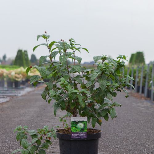 [P] Cephalanthus occidentalis First Editions® 'Fiber Optics®' cont. 10L deco 50-60 cm +p
