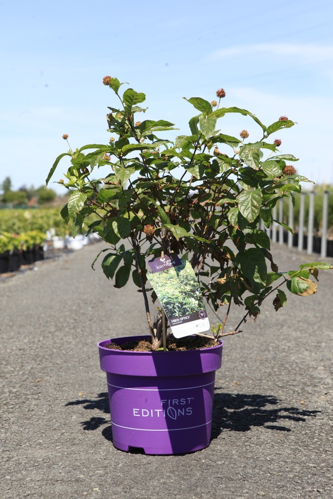 Cephalanthus occidentalis First Editions® 'Fiber Optics®' cont. 10L deco 50-60 cm +p