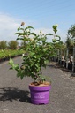 Cephalanthus occidentalis First Editions® 'Fiber Optics®' cont. 10L deco 50-60 cm +ф