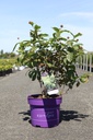 Cephalanthus occidentalis First Editions® 'Fiber Optics®' cont. 10L deco 50-60 cm +p