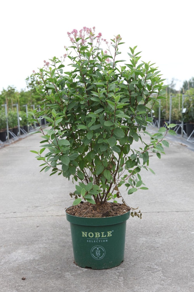 Ceanothus pallidus MARIE ROSE cont. 10L deco 60/+ cm +p