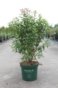 Ceanothus pallidus MARIE ROSE cont. 10L deco 60/+ cm +p