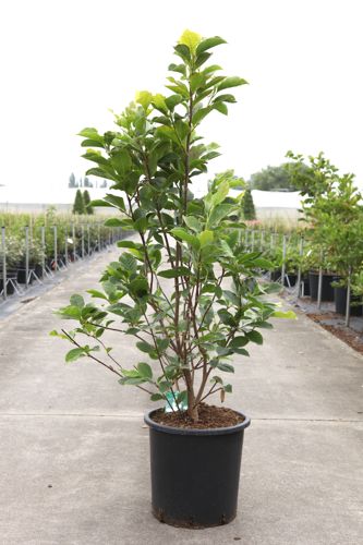 Magnolia soulangeana 'Alba Superba' cont. 25L 125-150 cm +ф