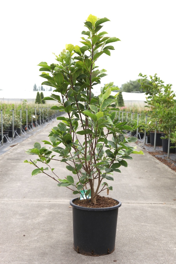 Magnolia soulangeana 'Alba Superba' cont. 25L 125-150 cm +B