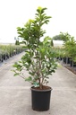 Magnolia soulangeana 'Alba Superba' cont. 25L 125-150 cm +f