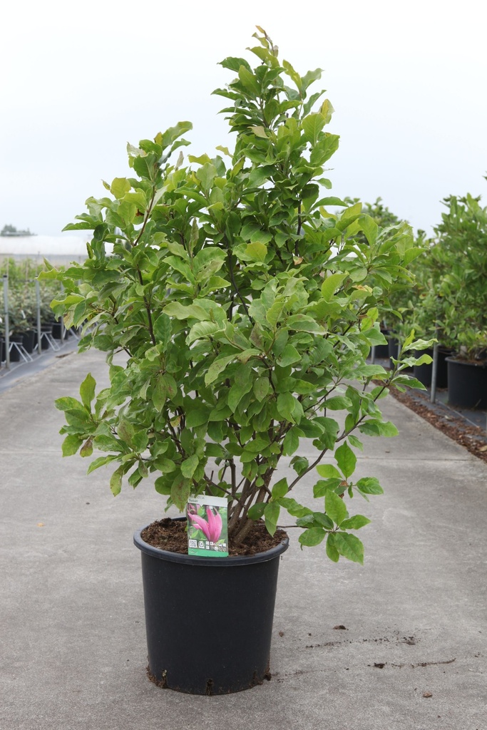 Magnolia 'Susan' cont. 25L 100-125 cm +f