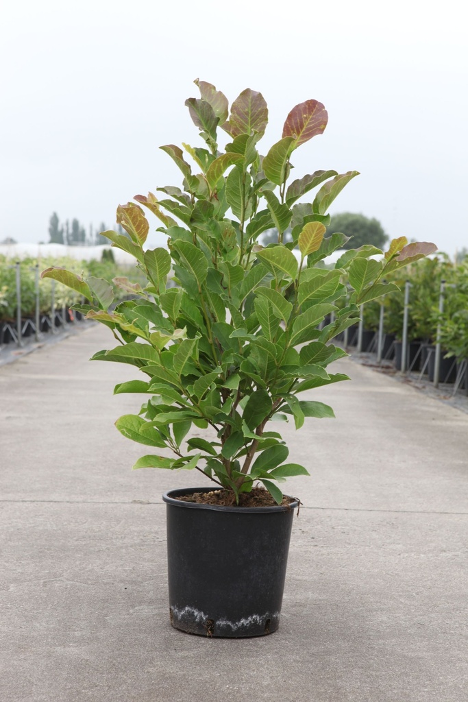 Magnolia loebneri 'Merrill' cont. 25L 125-150 cm +f