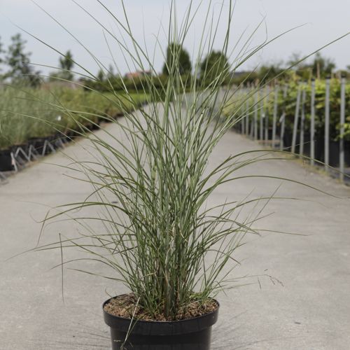 Miscanthus sinensis 'Gracillimus' cont. 10L +ф