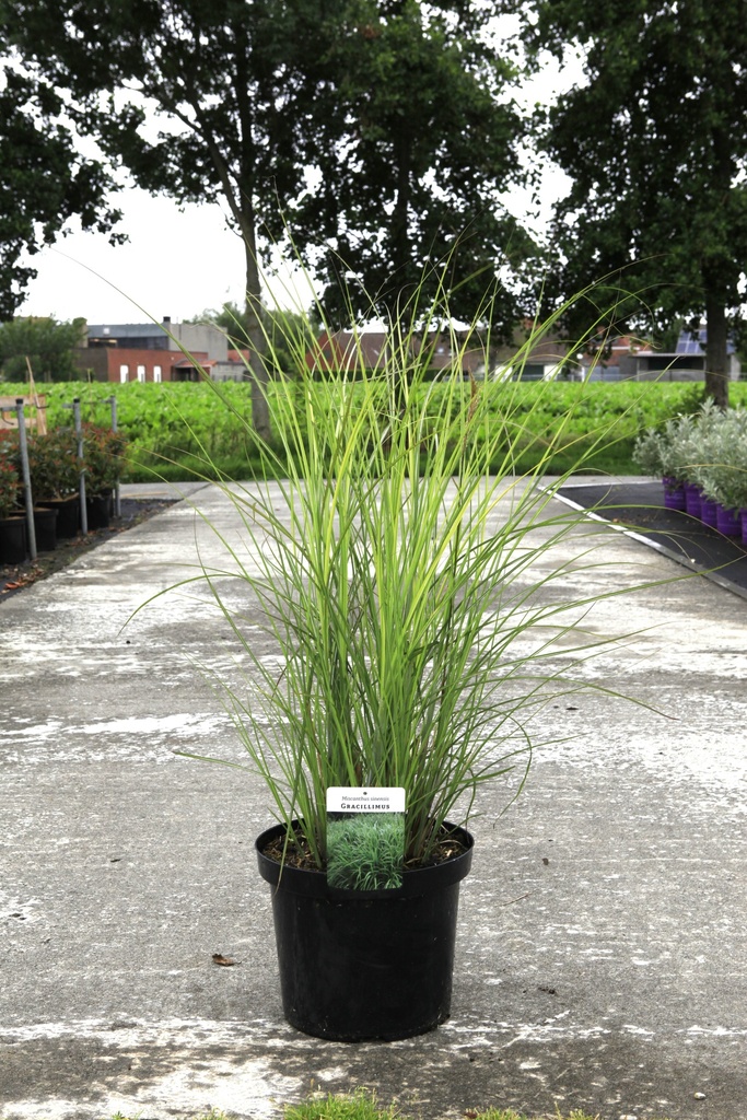 [P] Miscanthus sinensis 'Gracillimus' cont. 10L +ф
