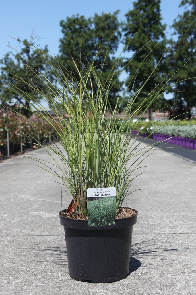 Miscanthus sinensis 'Gracillimus' cont. 10L +p