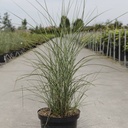 Miscanthus sinensis 'Gracillimus' cont. 10L +ф